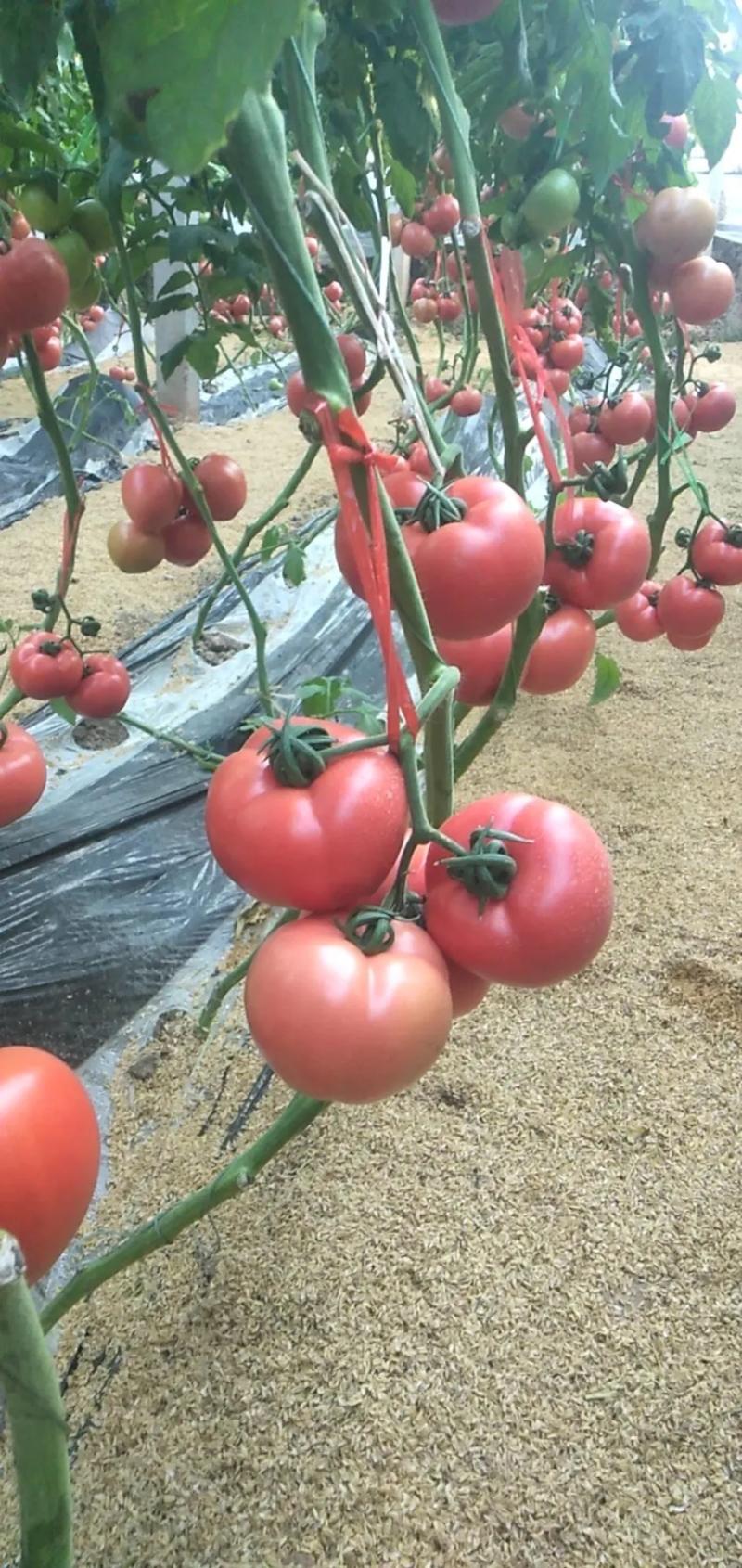 【精】山东硬粉西红柿品质保证基地直发货源充足