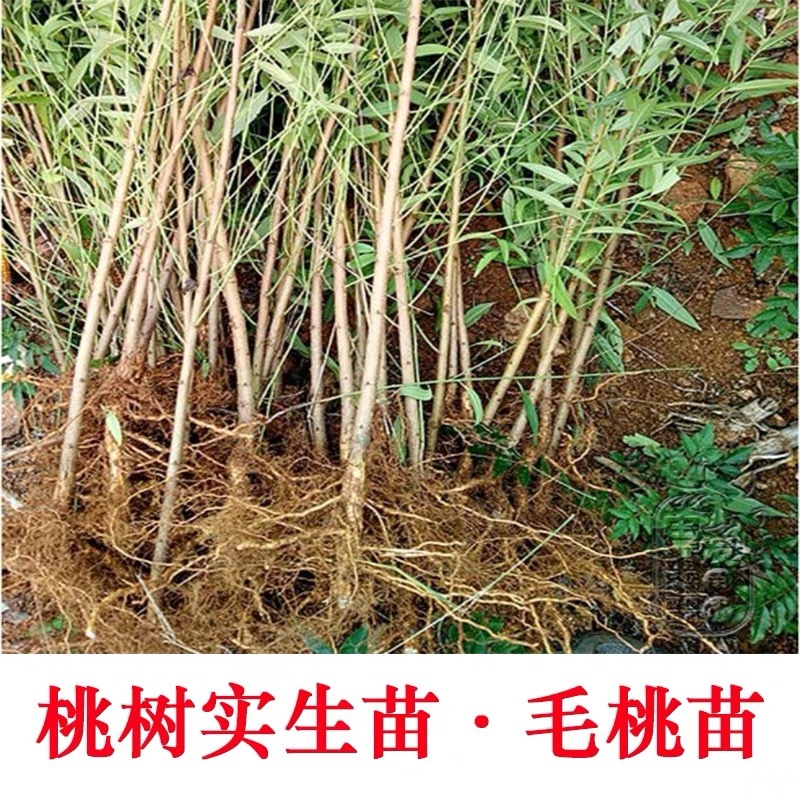 【包存活】占地毛桃苗，粘木嫁接桃树，南北方种植现挖先发