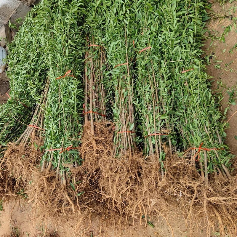 【包存活】占地毛桃苗，粘木嫁接桃树，南北方种植现挖先发