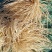 有要苤菜的吗？