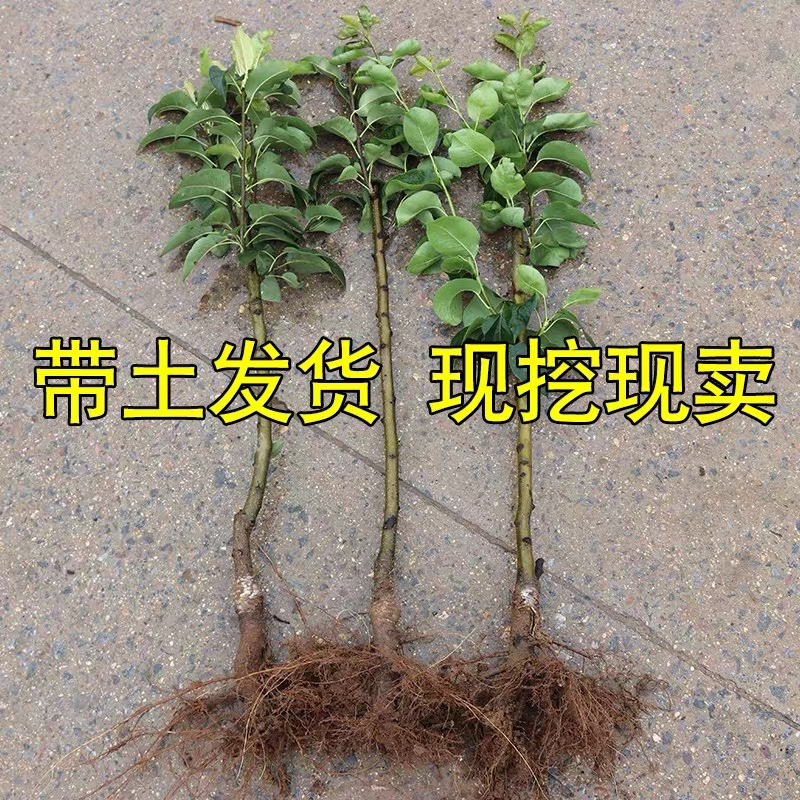 【优质】柱状梨树苗，高产全国包邮，南北均可种植