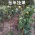 【优质】柱状梨树苗,高产全国包邮,南北均可种植