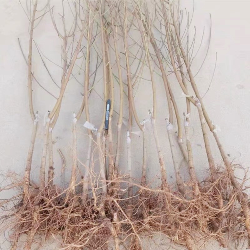 【精品】大红桃早熟桃苗，果型大口感好，南北方均可种植全国供应