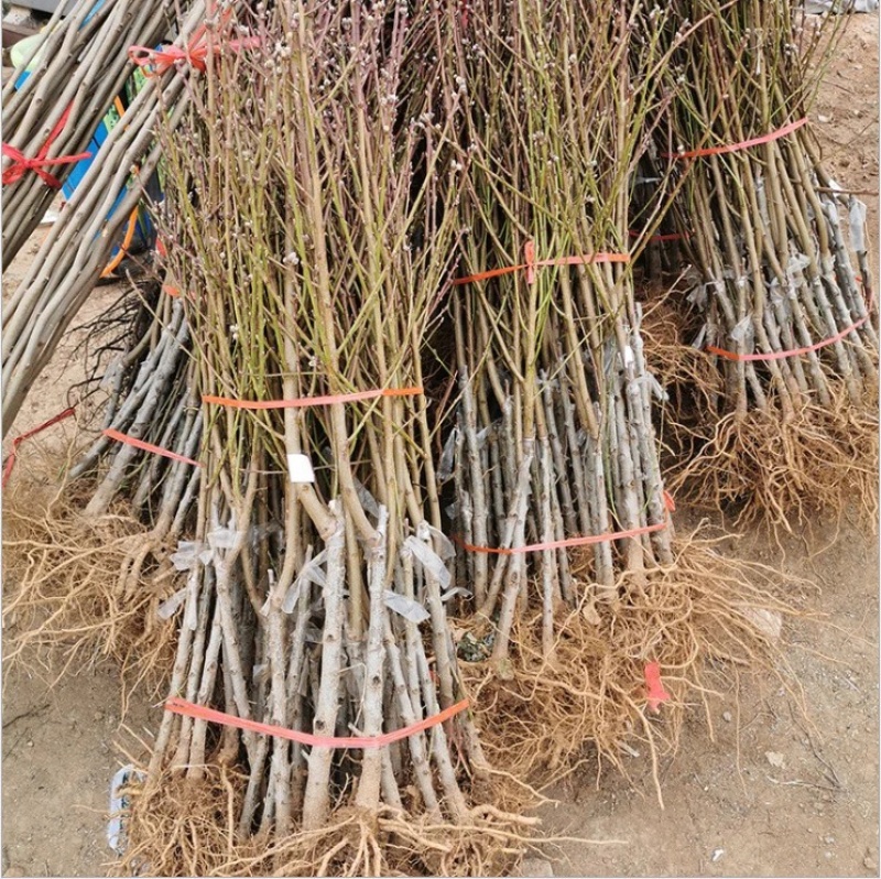 【精品】大红桃早熟桃苗，果型大口感好，南北方均可种植全国供应