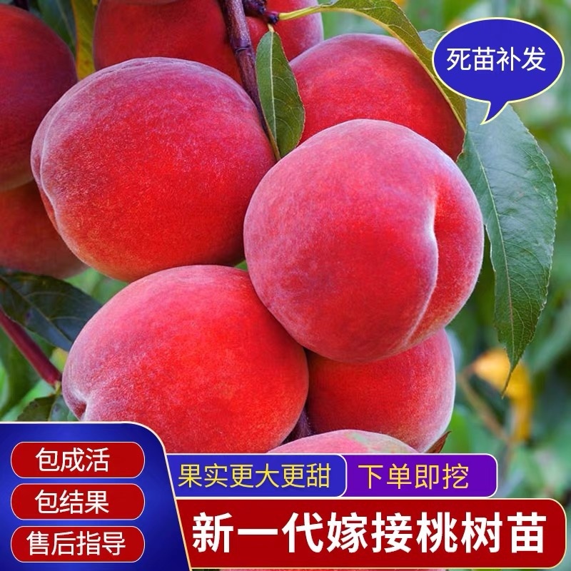 【精品】大红桃早熟桃苗，果型大口感好，南北方均可种植全国供应