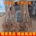 【精品】大红桃早熟桃苗,果型大口感好,南北方均可种植全国供应