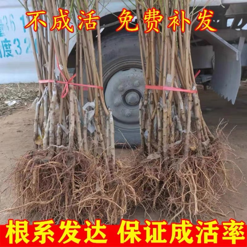 【精品】大红桃早熟桃苗，果型大口感好，南北方均可种植全国供应