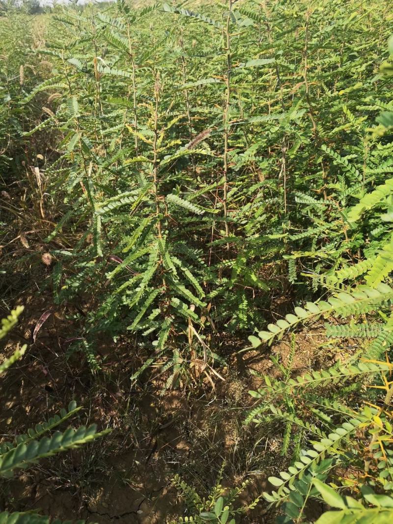 皂角苗大刺皂角，药用皂角刺，皂角苗基地批发