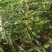 皂角苗大刺皂角，药用皂角刺，皂角苗基地批发
