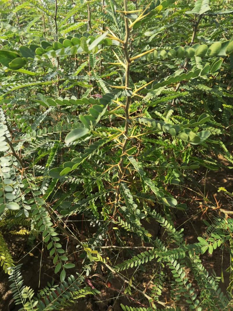 皂角苗大刺皂角，药用皂角刺，皂角苗基地批发