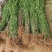 【精品】大红桃早熟桃苗,果型大口感好,南北方均可种植全国供应