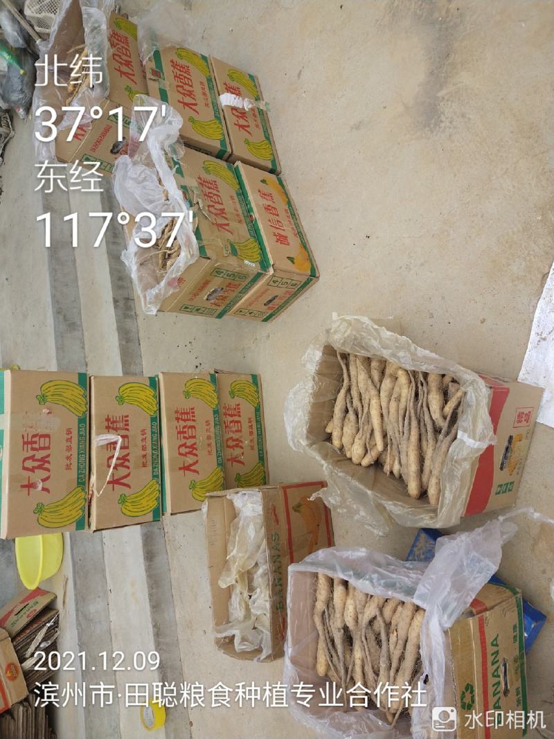 原产地自发一手货源无菌白玉山药苗欢迎各位老板选购