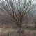 清场处理精品樱花300棵15一18公分300一500元株