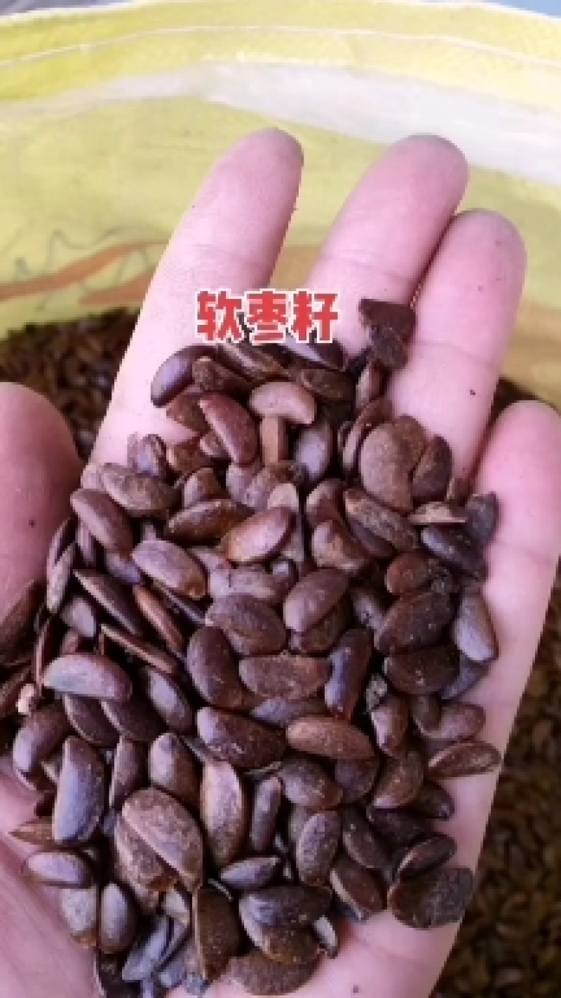 软枣种子，君迁子种子，野柿子种子嫁接柿子树种子