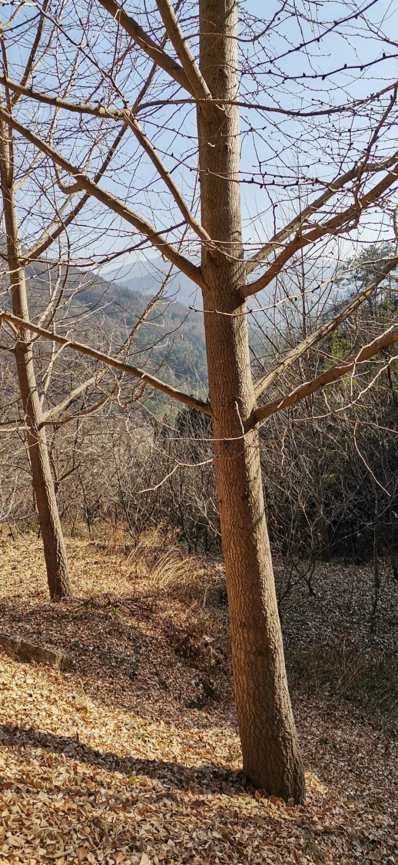 优良品种银杏树