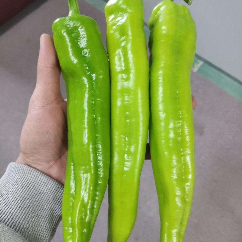 优质黄皮尖椒现摘现发，基地发货农家种植，货源充足
