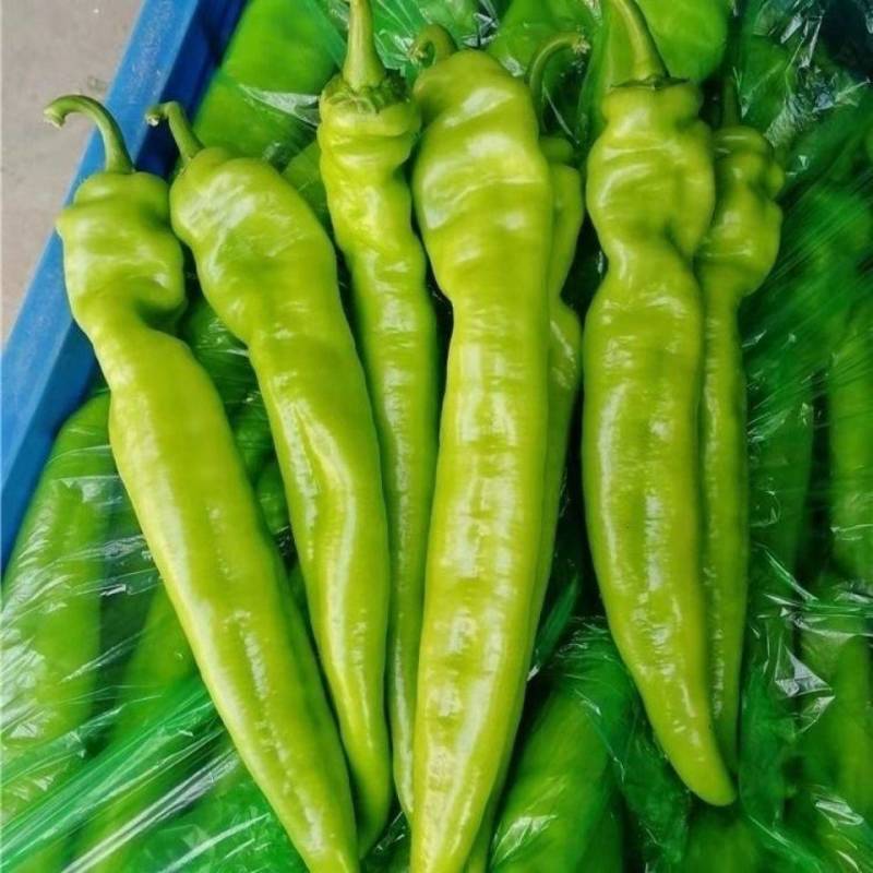 优质黄皮尖椒现摘现发，基地发货农家种植，货源充足