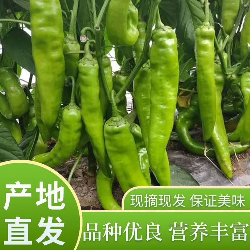 优质黄皮尖椒现摘现发，基地发货农家种植，货源充足