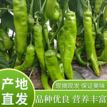 优质黄皮尖椒现摘现发，基地发货农家种植，货源充足