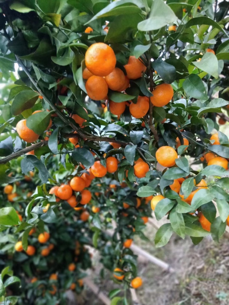 广西产地沙糖桔鲜果供应细皮甜砂糖橘