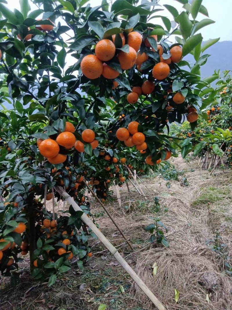 广西产地沙糖桔鲜果供应细皮甜砂糖橘
