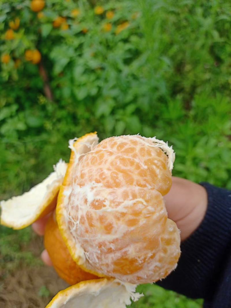 广西桂林全州沃柑甜中带脆，甜蜜蜜，果面干净