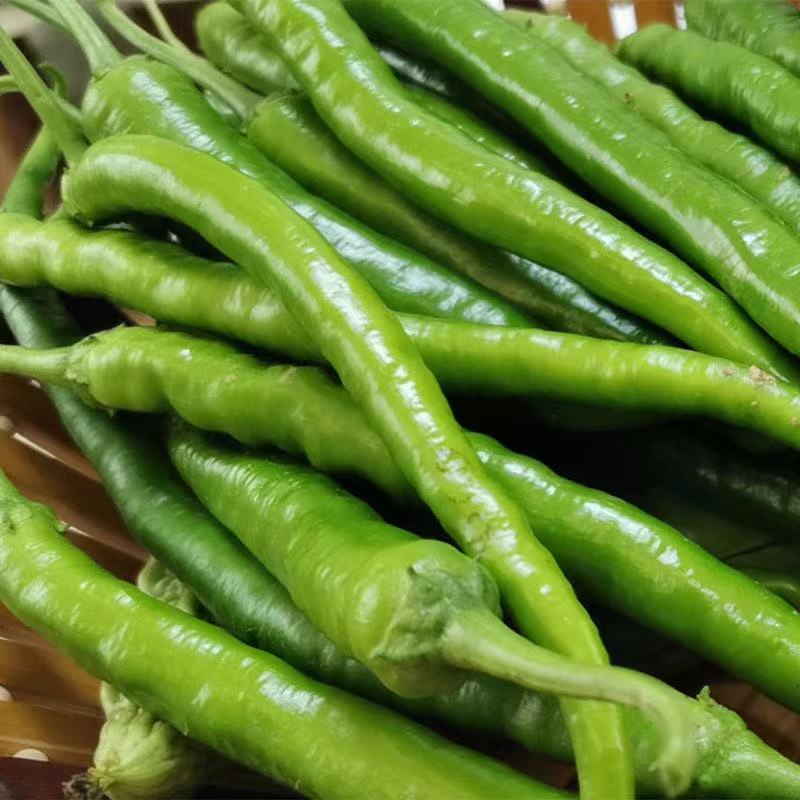 广东湛江雷州线椒️大量上市，现摘现发，辣味足，农家自种
