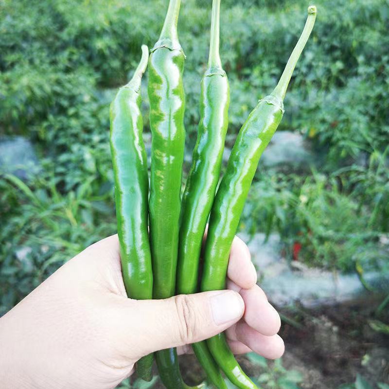 广东湛江雷州线椒️大量上市，现摘现发，辣味足，农家自种