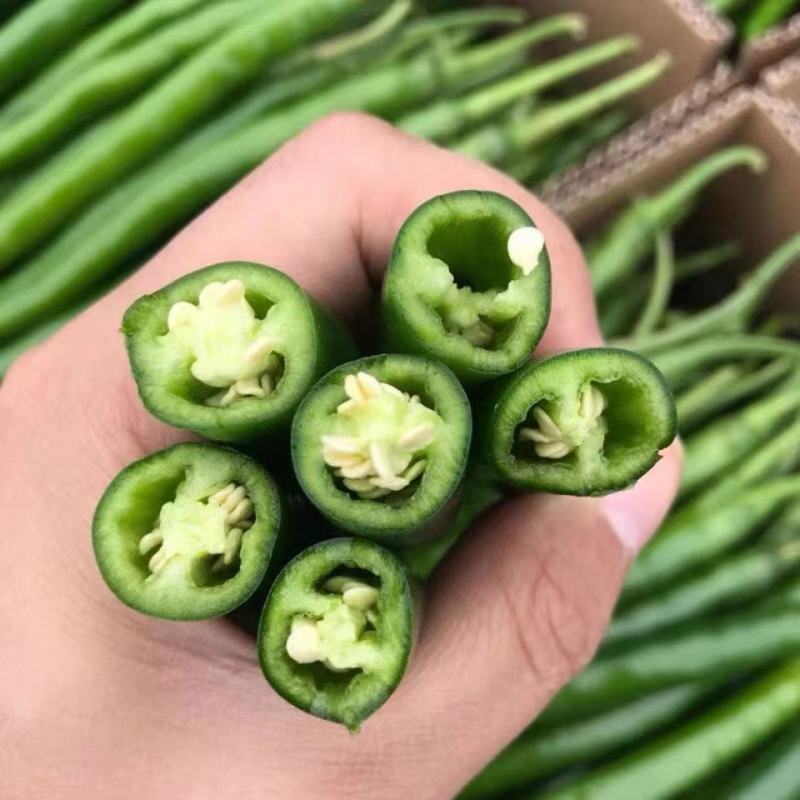 广东湛江雷州线椒️大量上市，现摘现发，辣味足，农家自种