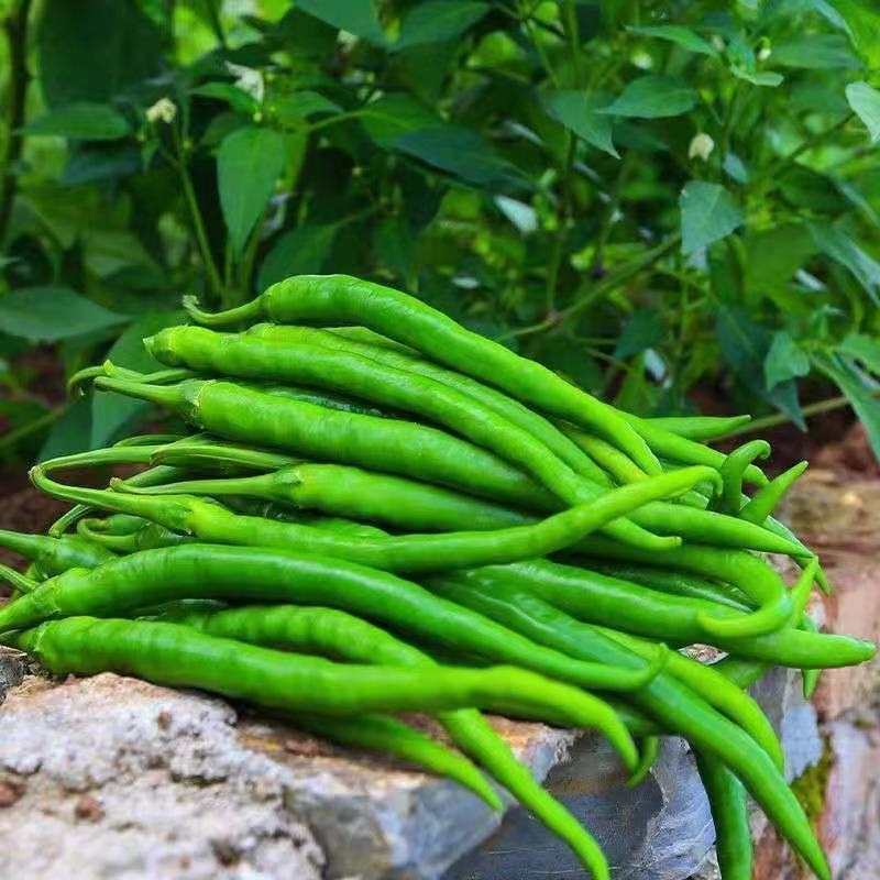 广东湛江雷州线椒️大量上市，现摘现发，辣味足，农家自种