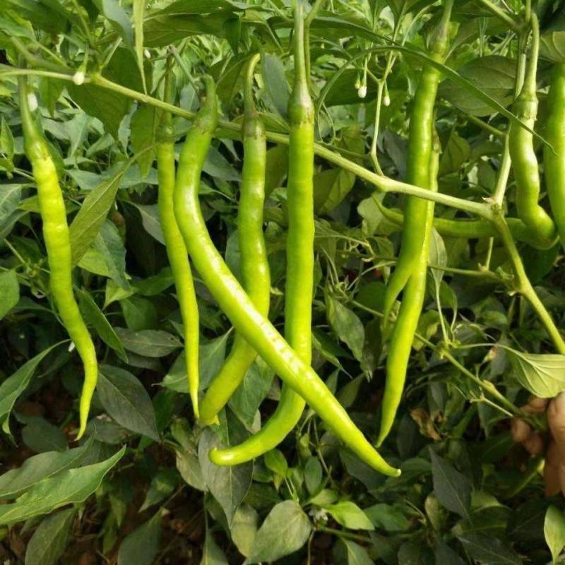 广东湛江雷州线椒️大量上市，现摘现发，辣味足，农家自种