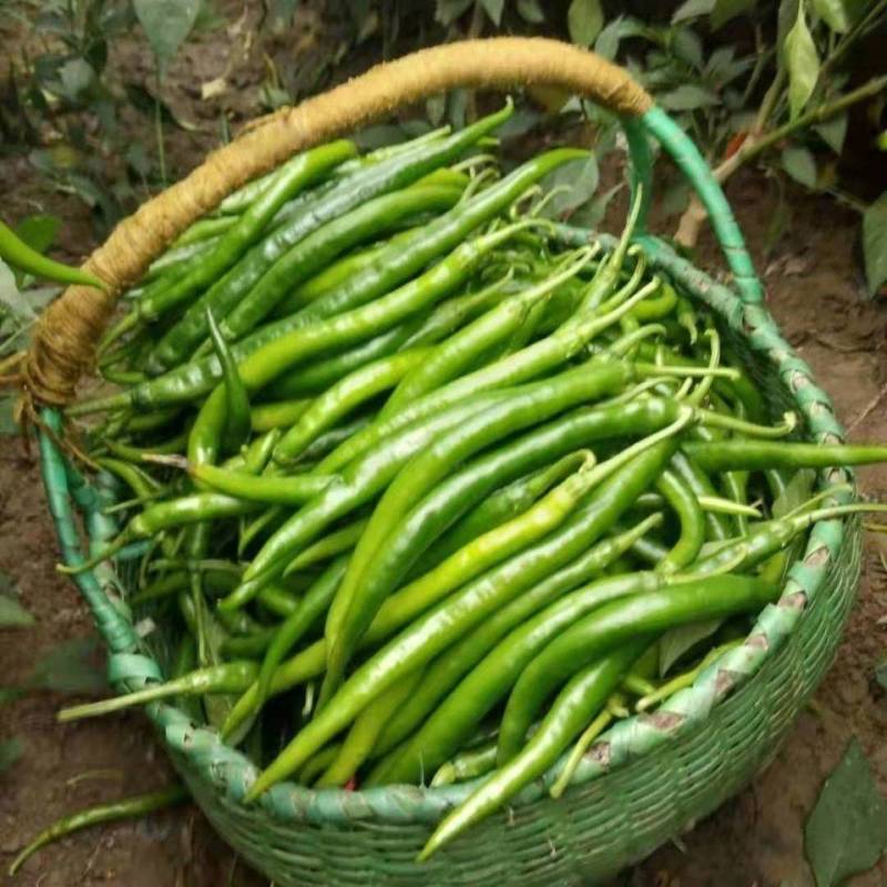 广东湛江雷州线椒️大量上市，现摘现发，辣味足，农家自种