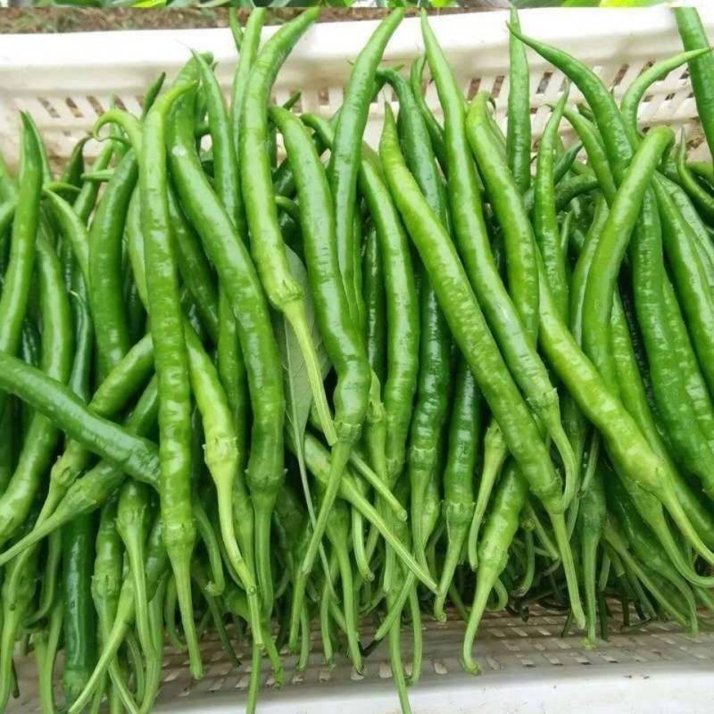 广东湛江雷州线椒️大量上市，现摘现发，辣味足，农家自种
