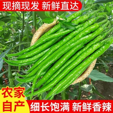 广东湛江雷州线椒️大量上市，现摘现发，辣味足，农家自种