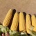 鲜玉米，太阳花，水果玉米，甜糯玉米，产地现货