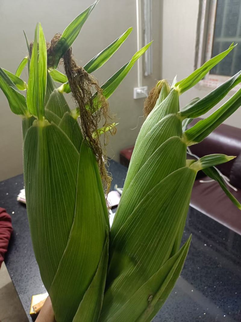 鲜玉米，太阳花，水果玉米，甜糯玉米，产地现货