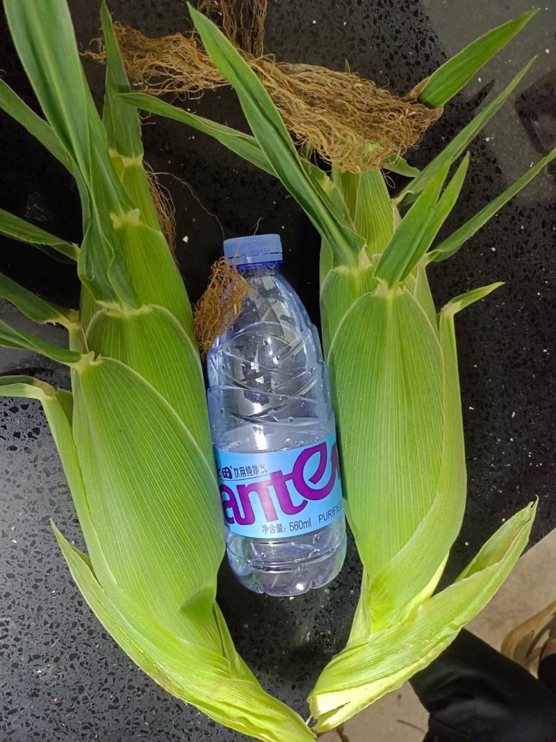 鲜玉米，太阳花，水果玉米，甜糯玉米，产地现货