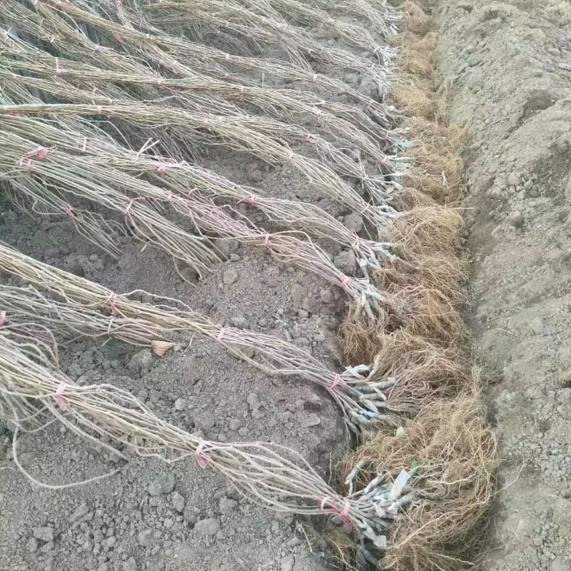 精品软枣弥候桃苗，产地直发，质量好，价格低。