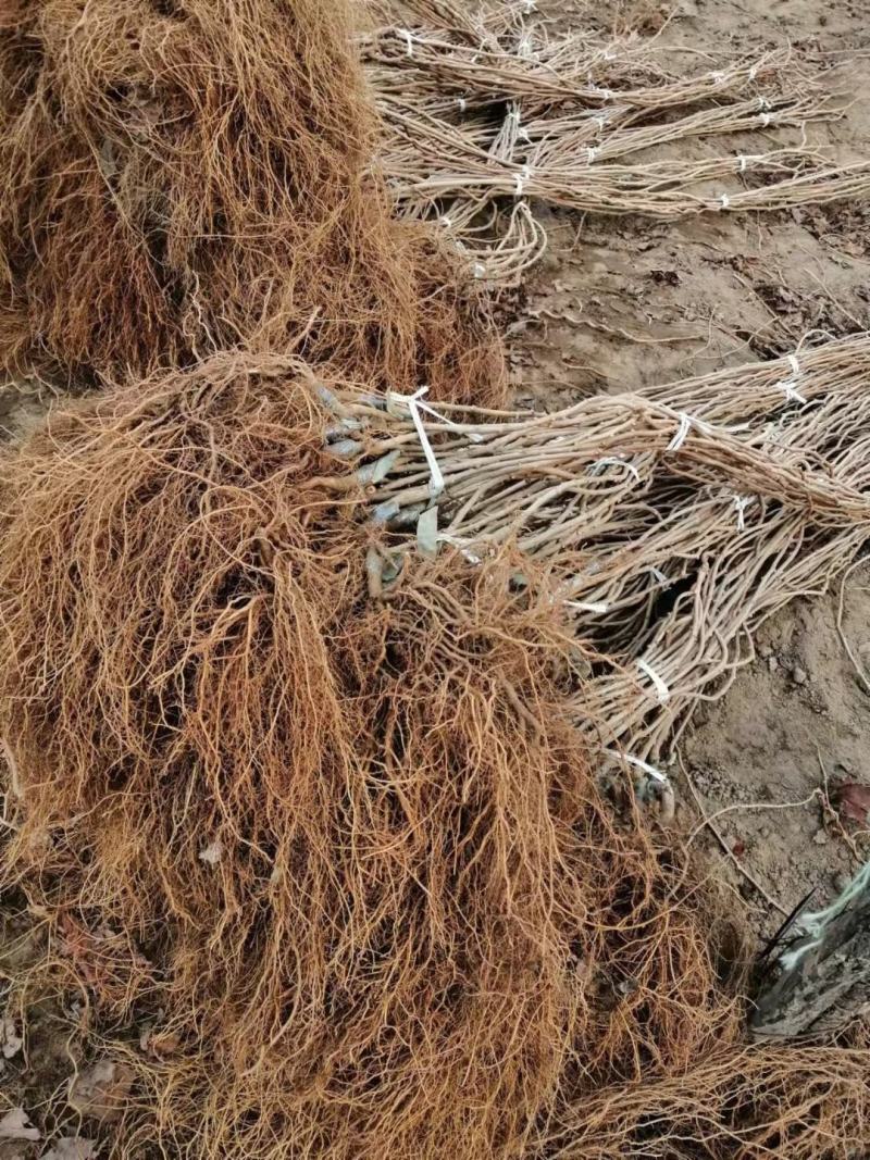 精品软枣弥候桃苗，产地直发，质量好，价格低。