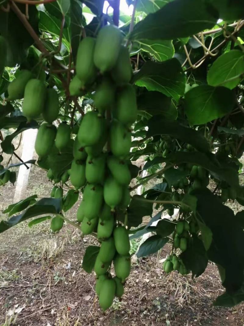 精品软枣弥候桃苗，产地直发，质量好，价格低。