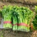 《推荐》优质大棚西芹65cm以上山东芹菜一手货源一条龙