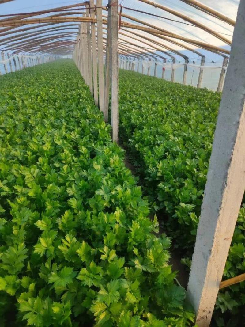 《推荐》优质大棚西芹65cm以上山东芹菜一手货源一条龙