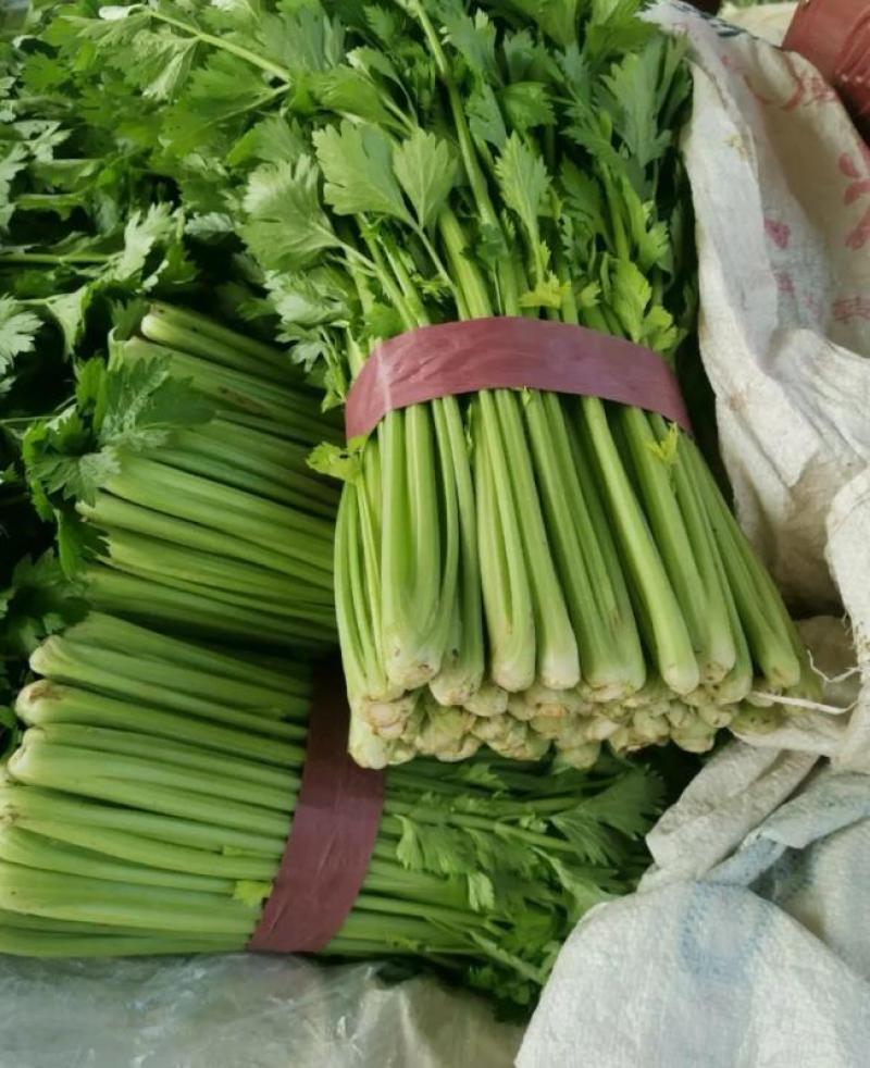 《推荐》优质大棚西芹65cm以上山东芹菜一手货源一条龙