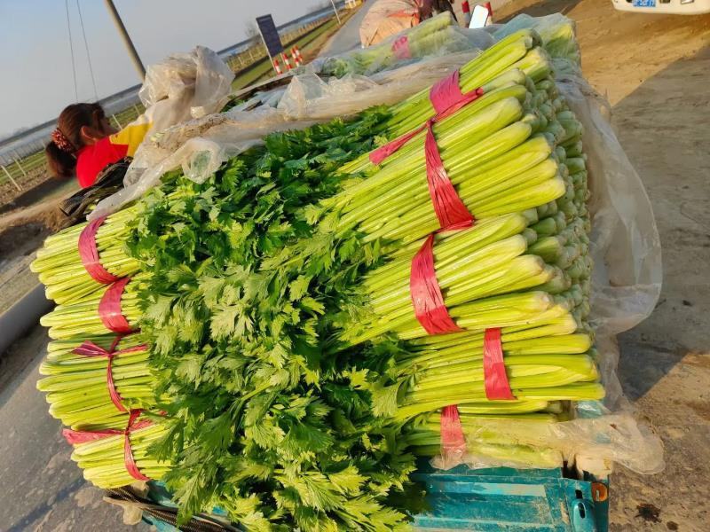 《推荐》优质大棚西芹65cm以上山东芹菜一手货源一条龙