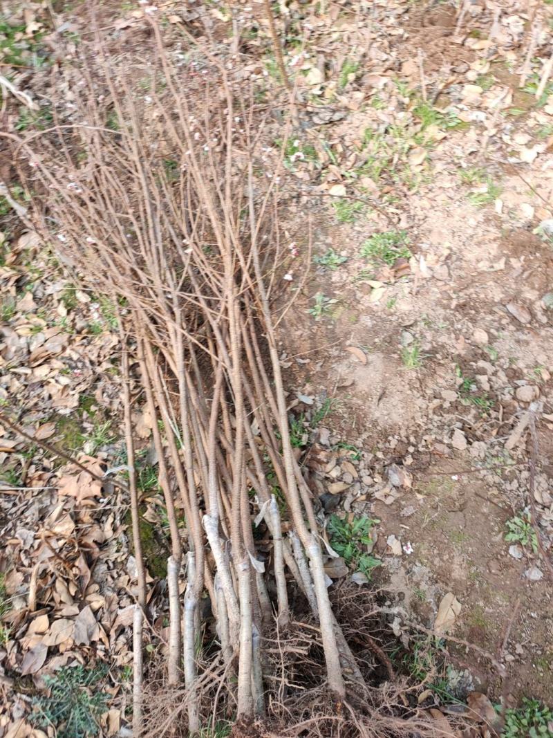 杏树苗，丰园红杏、凯特、金太阳，早金燕基地培育，现挖现发