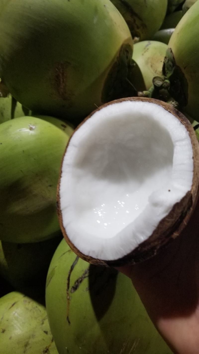 海南椰子厂家直销！一件代发！精品箱装椰皇