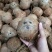 海南椰子厂家直销！一件代发！精品箱装椰皇