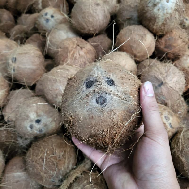 海南椰子厂家直销！一件代发！精品箱装椰皇