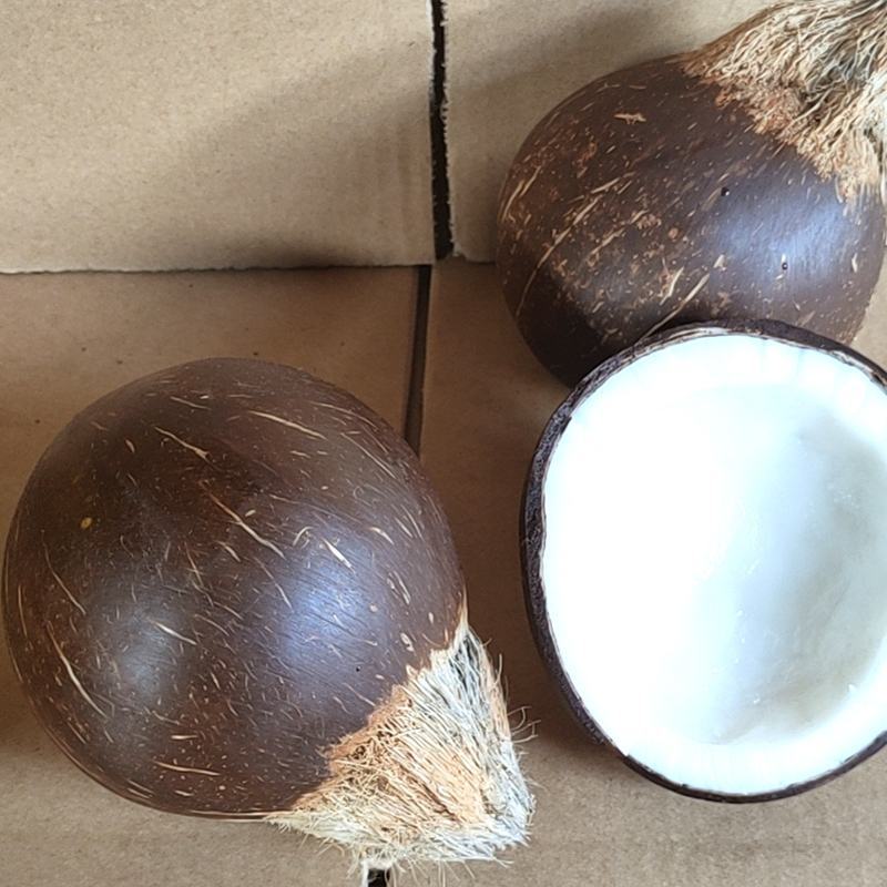海南椰子厂家直销！一件代发！精品箱装椰皇