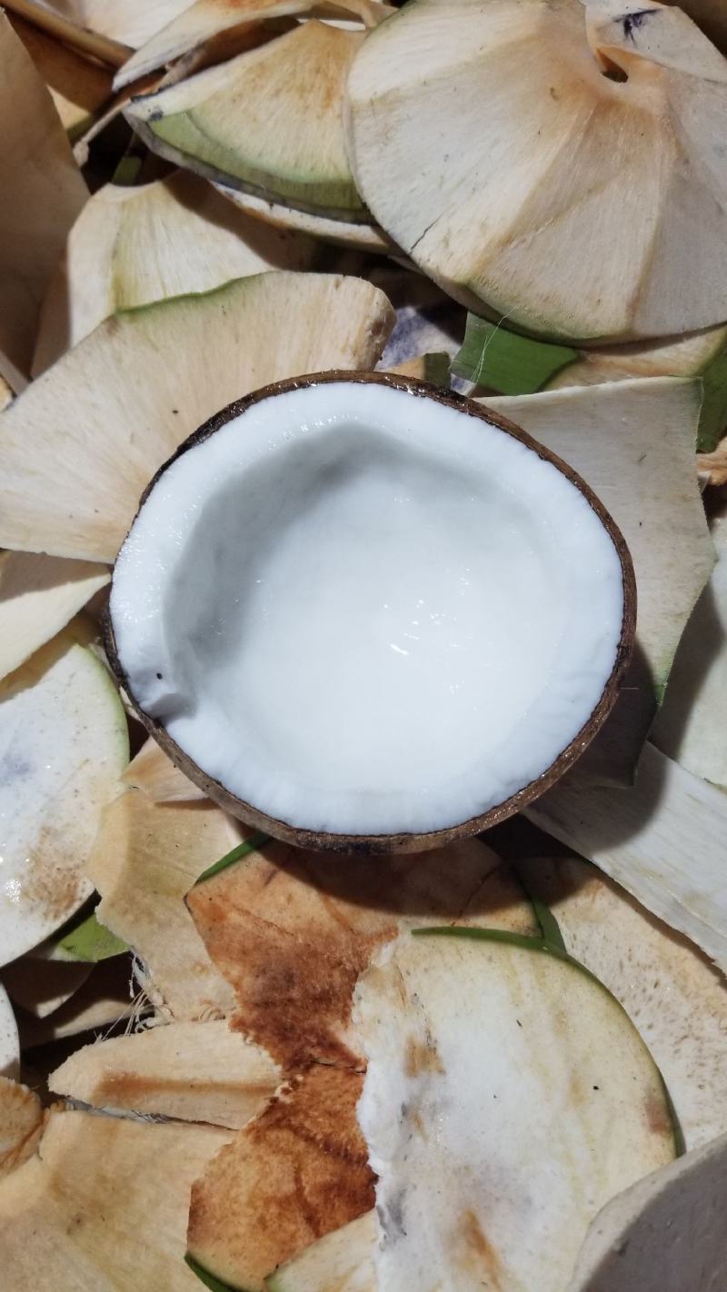 海南椰子厂家直销！一件代发！精品箱装椰皇